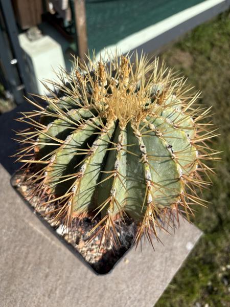 Ferocactus glaucescens